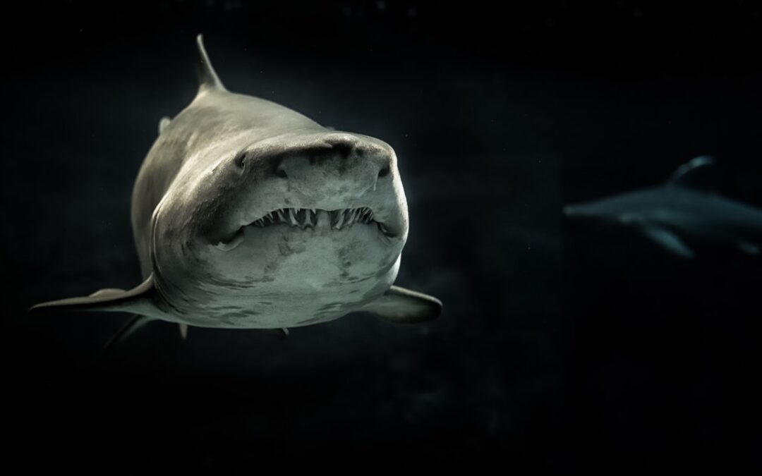 Shart Week: How Shark Week Crapped Its Pants, and What Marketers Can Learn From It